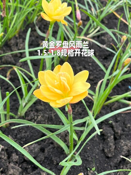 风雨兰黄金罗盘有货啦