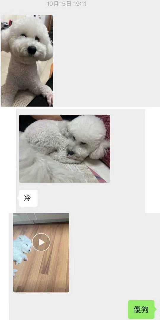 高柱上大学半个月回一次家，猫猫随机刷出家里小狗照片😇 ​​​