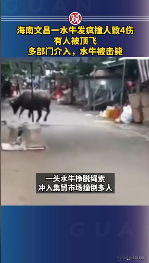 “太吓人了！”近日，海南，一男子在集市上闲逛时，突然被冲出的一只水牛撞到在地，男