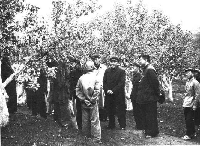 1952年9月23日，朱德在阜新农村视察果园。