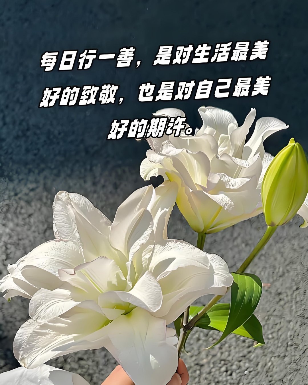 每日一善‎阳光‎信用 善行如微光，日日积累，终成星河。让善良成为习惯，让每一天都