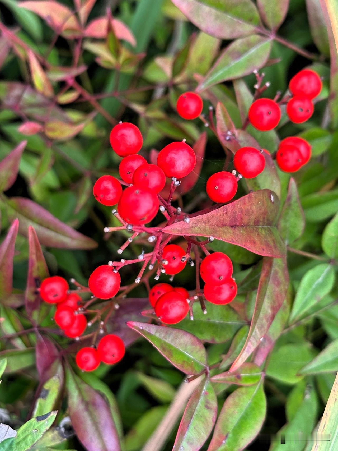 初冬时节醉人的红