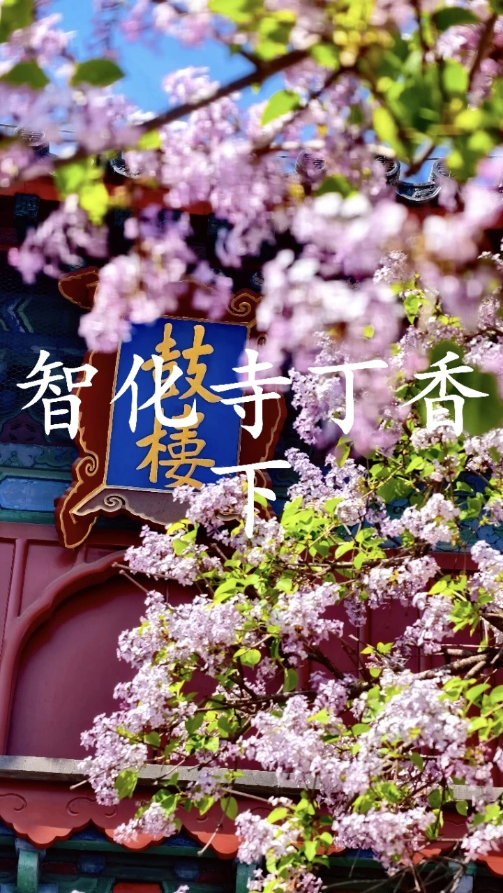 智化寺丁香下｜智化寺的春天是被丁香香醒的