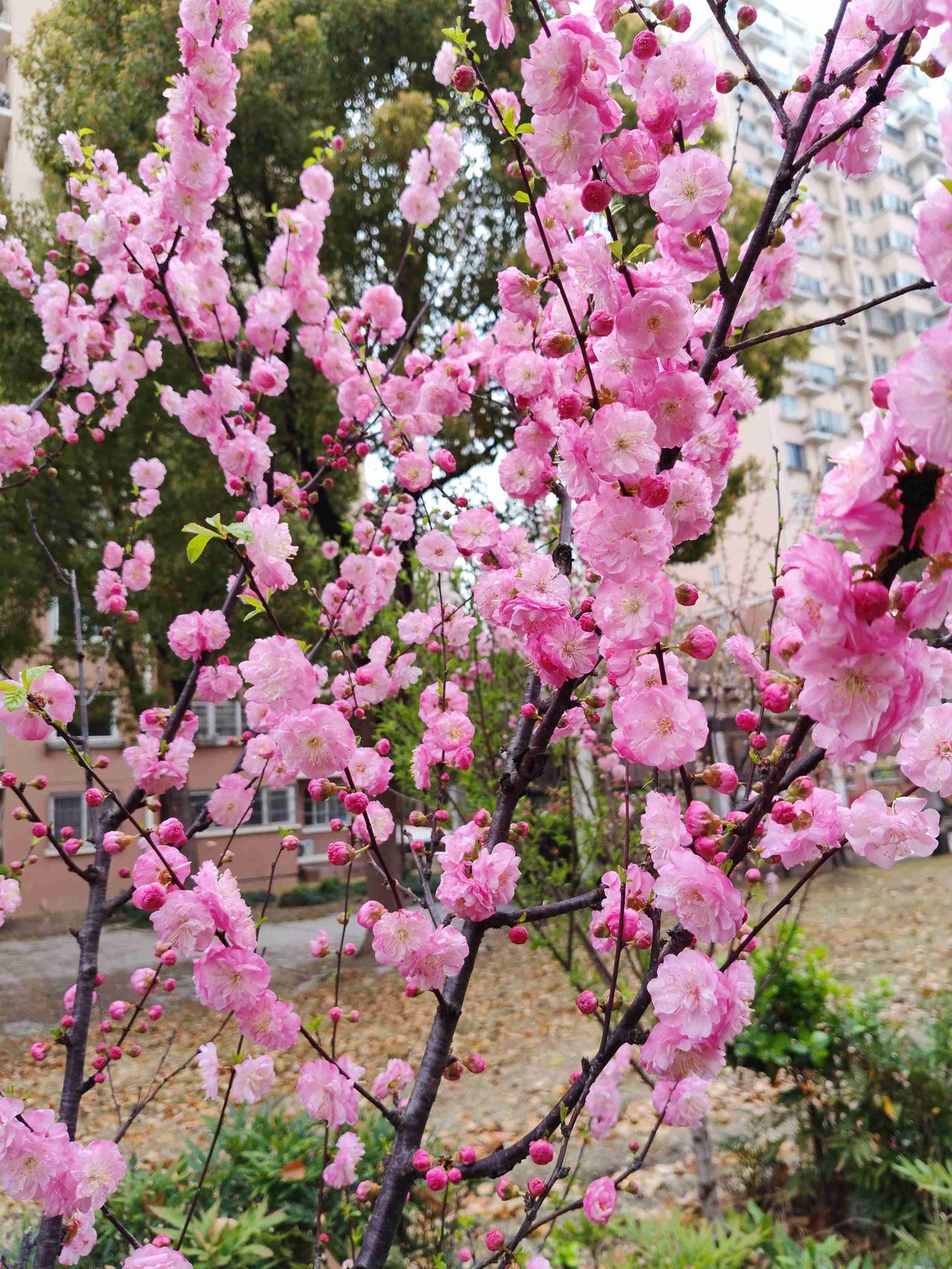 我的今日状态：😎自信酷炫
我这里的天气：🌈雨过天晴
春天真好！走到哪里都风光