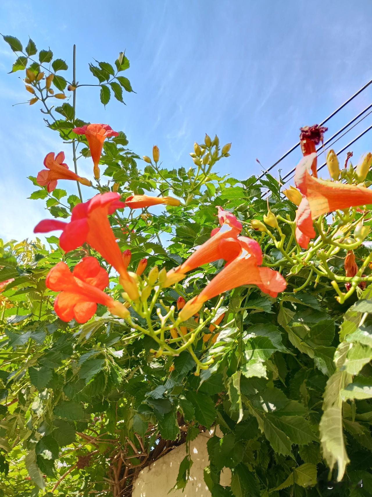 ——凌霄花，已经开了好些日子了！昨儿外出于夕阳下，再次邂逅凌霄花，还是那么惊艳！
