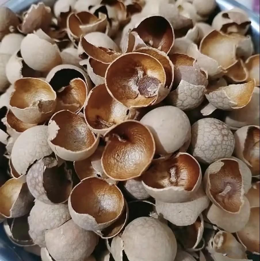 龙眼壳不要再扔了，放锅里煮一煮，老一辈的智慧结晶，简单实用
 
夏秋时节，清甜多
