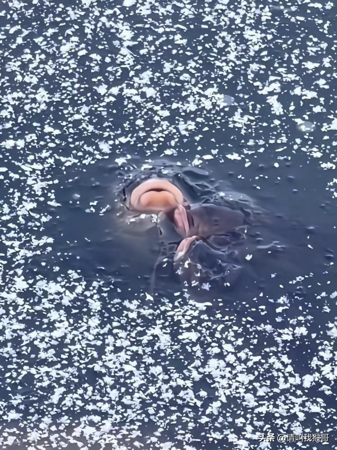 古人说的“卧冰求鲤”居然是真的……