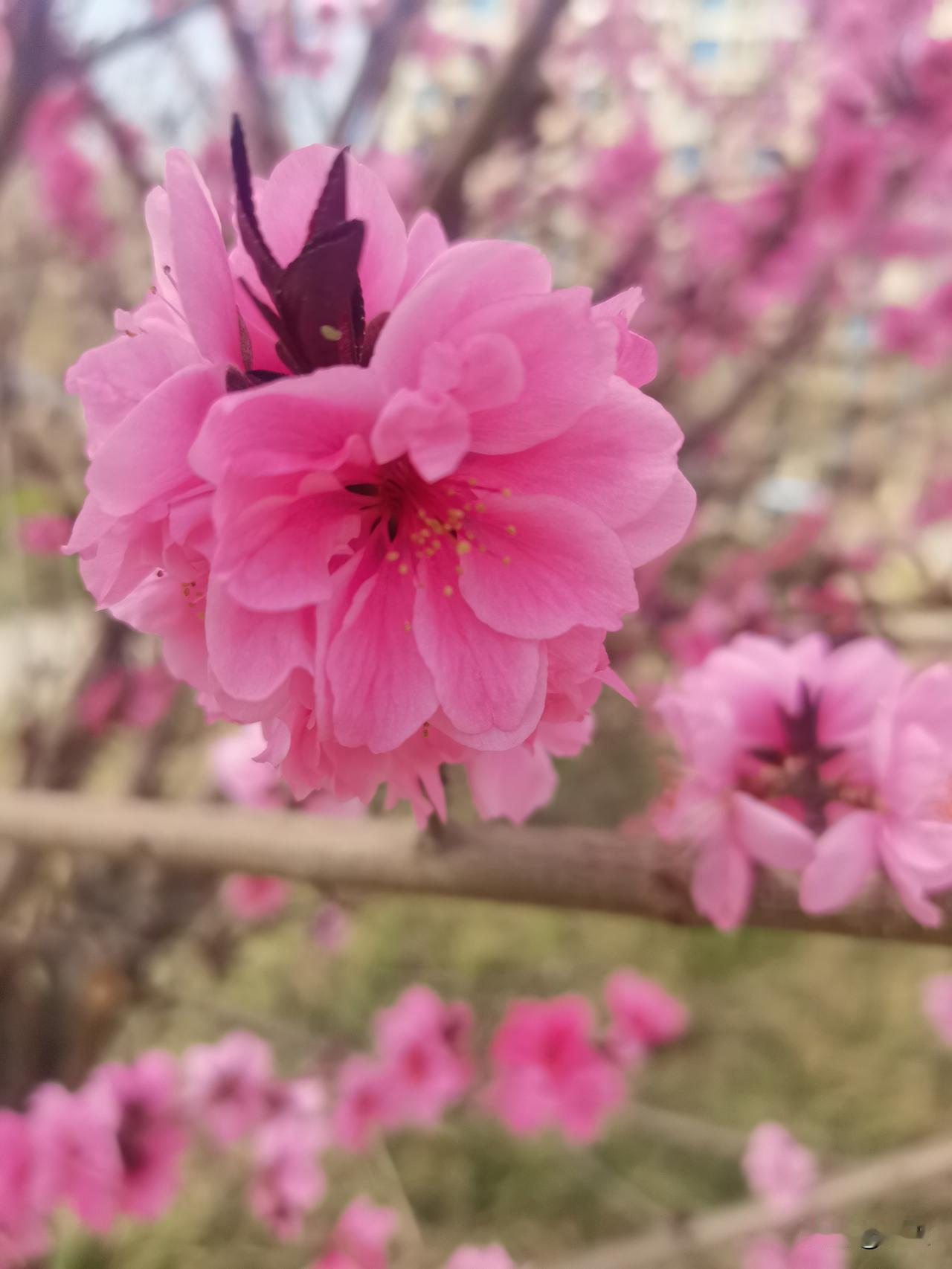 “万紫千红总是春”，最美好的时光转瞬即逝，抽时间看一看吧！错过了，又要等一年。