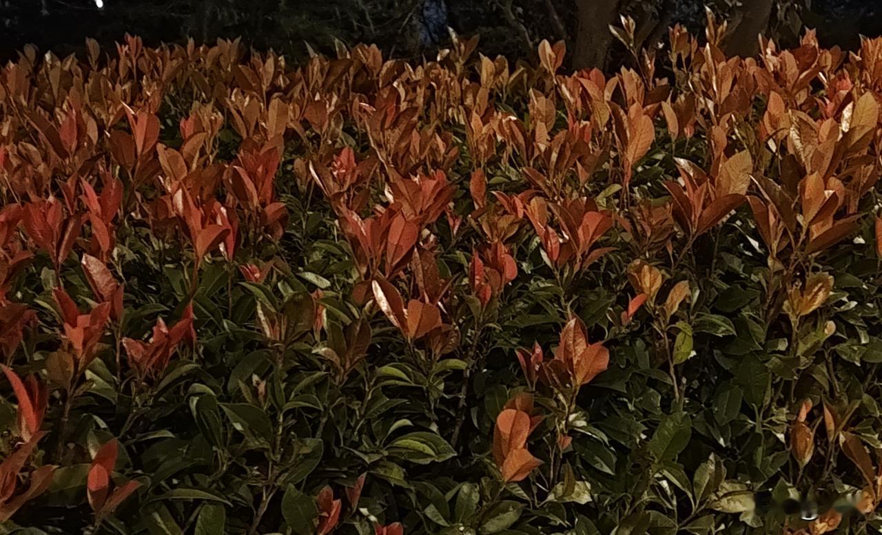 家住东北的姑姑年纪很大，平常不出门，突然看到一个图片，问我这是什么花。

我仔细