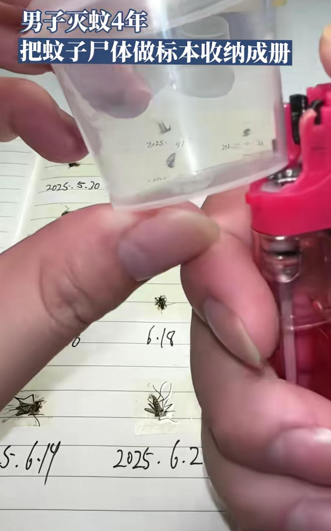因为太讨厌蚊子，把蚊子做成标本。
收集了4年的蚊子尸体，还记录了死亡日期，自制了