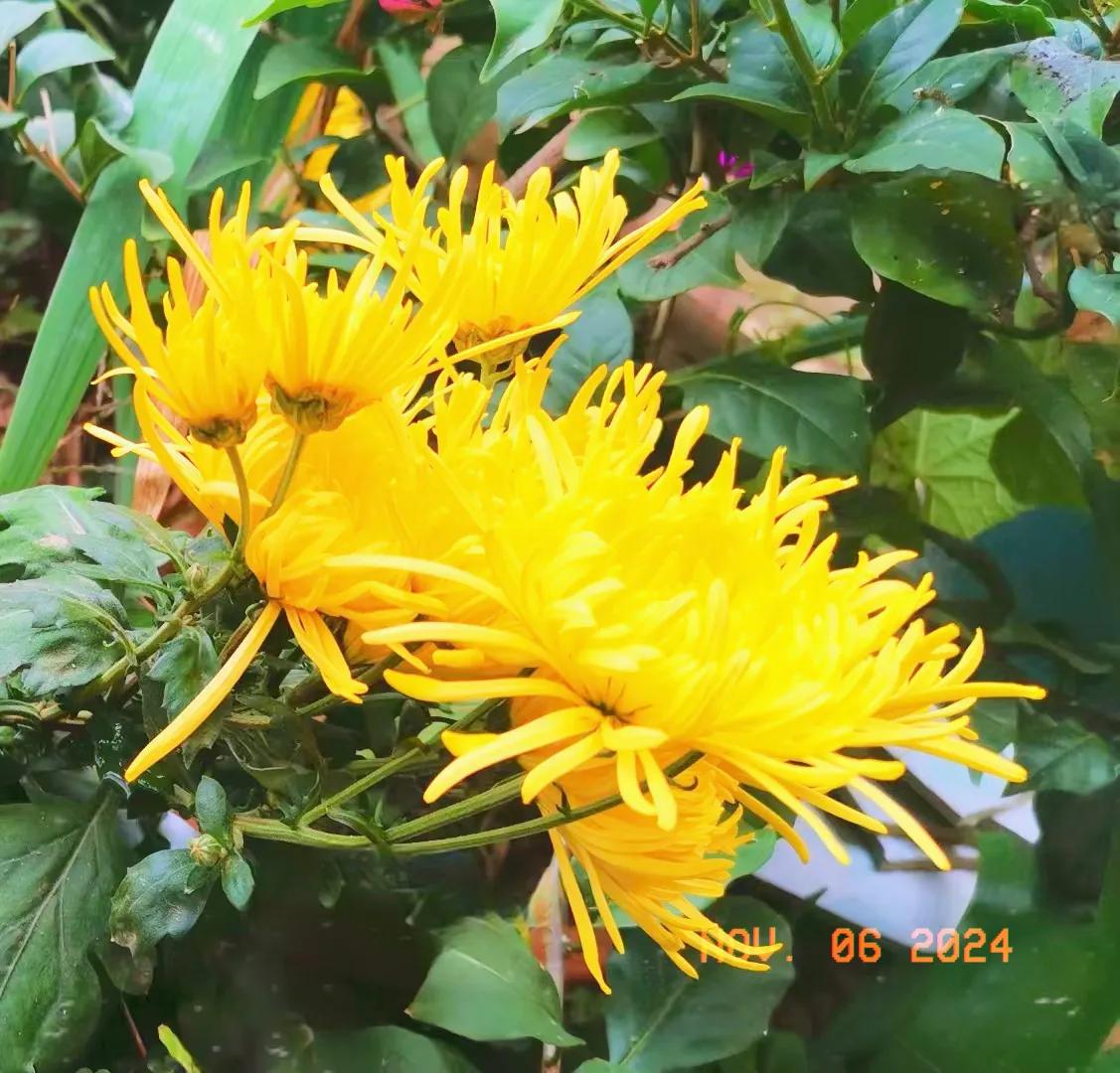 #随拍记录生活#
深秋的风景，菊花美，菊花艳，霜打菊花爆满山#随手拍朱槿花# 