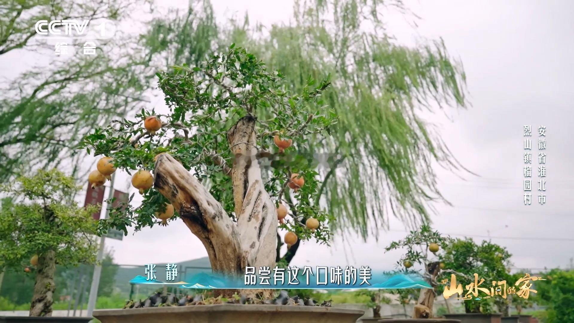 中国人欣赏盆景的血脉觉醒了已经到能欣赏盆景的年纪了 石榴盆景真的越看越有味道，红