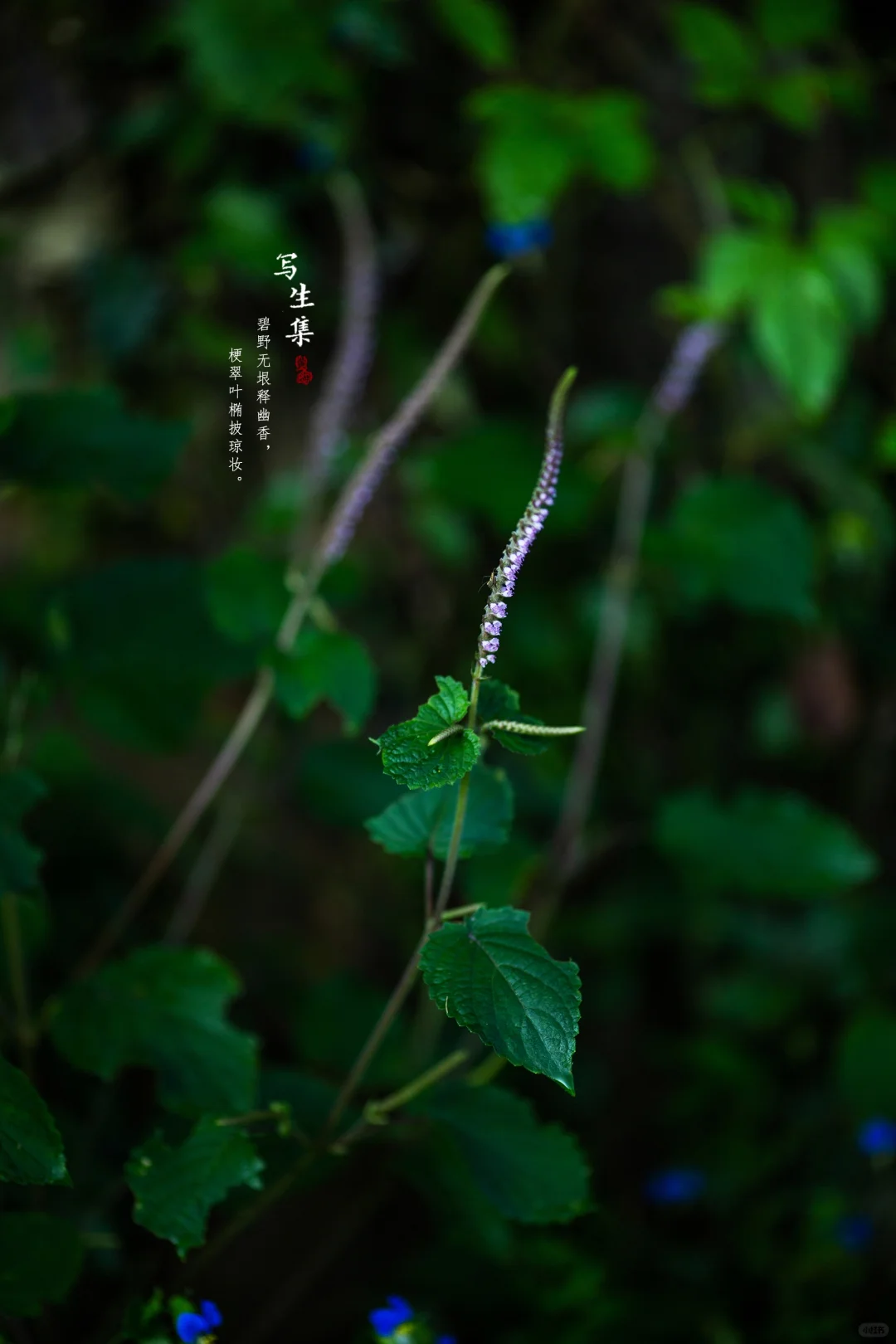 野生紫苏