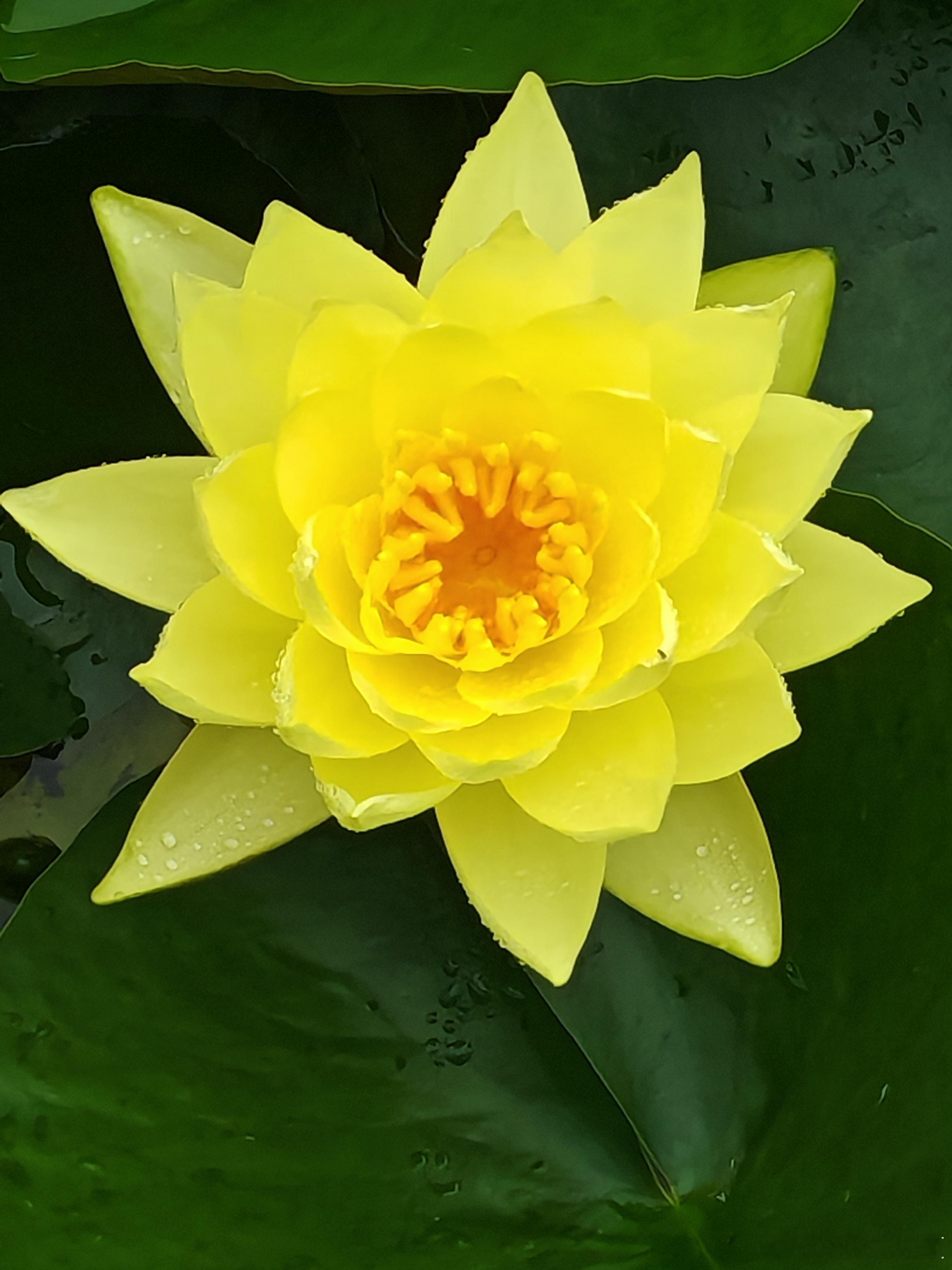 郑州北龙湖湿地公园的睡莲已经悄然绽放！大片粉白嫩黄的花朵浮在碧水之上，微风拂过满