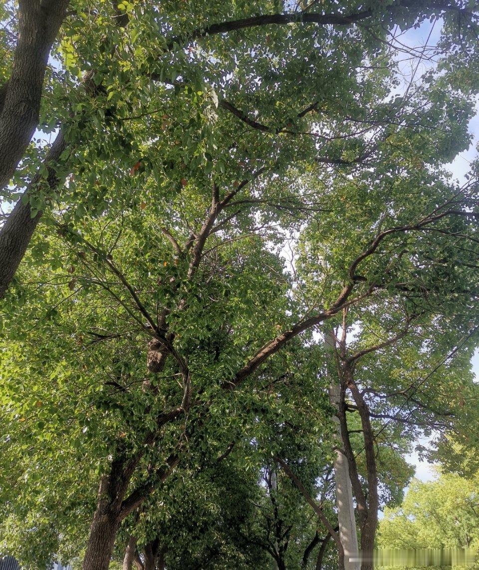 尝试了下传视频，真的太难了，挣点米真的不容易呀，下次还是算了吧。 