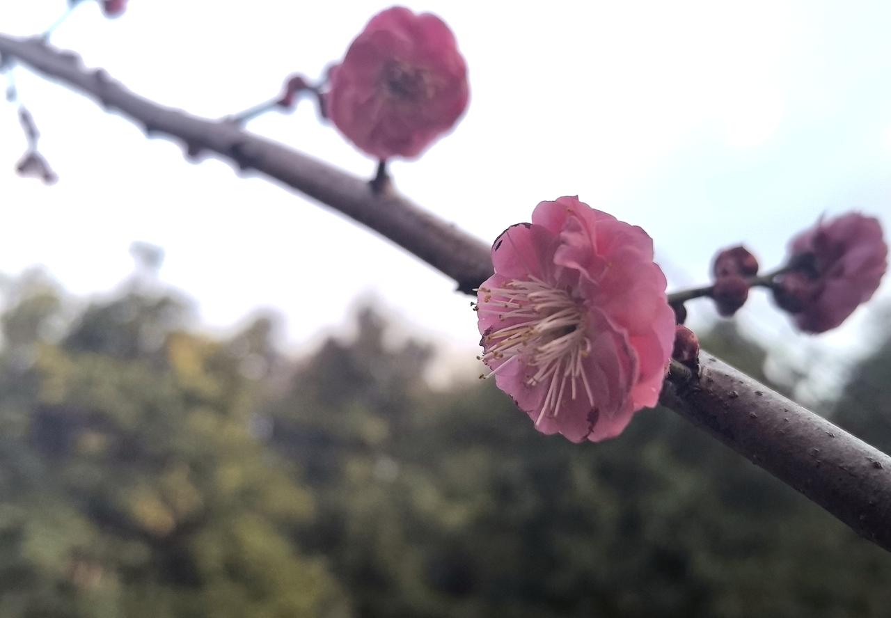 今年我拍梅花第一枝