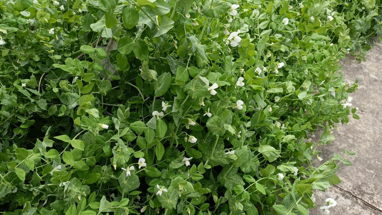 又到了豌豆花盛开的季节。说起豌豆，我们老家最常用来做汤，豌豆鸡蛋汤就是我很爱吃的