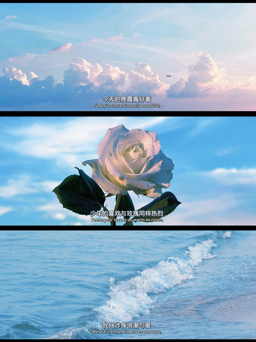 将生活拍成电影🎞️少年喜欢与玫瑰同样热烈