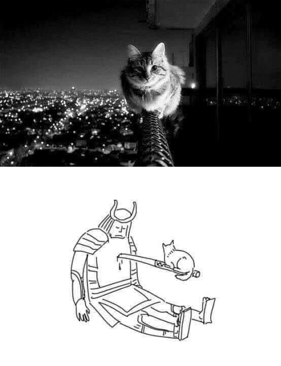 所以树叶的一生只是为了归根吗？#meme# ​​​