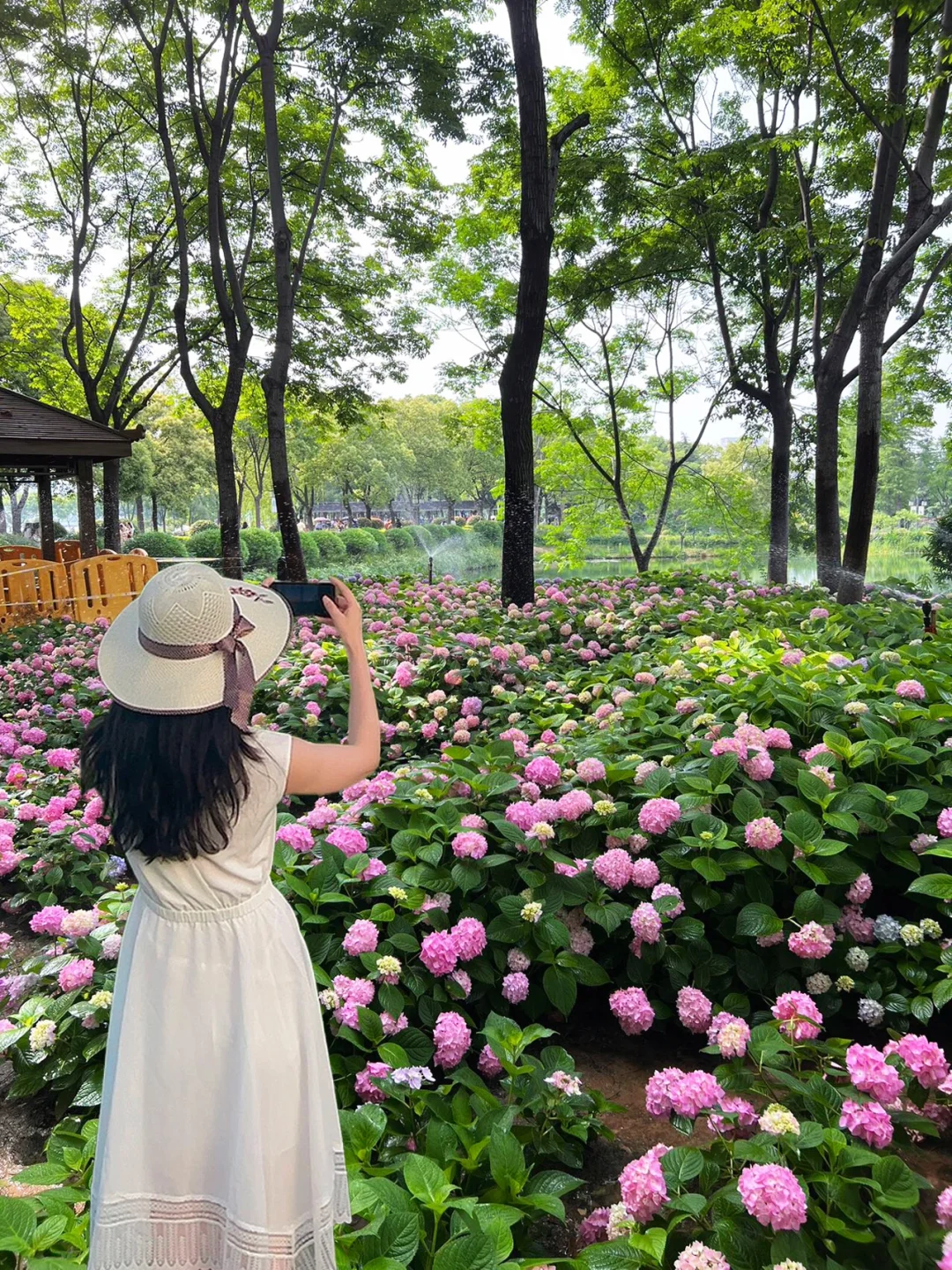 求别问了‼️武汉5🈷️拍绣球花去这6个地方❗️