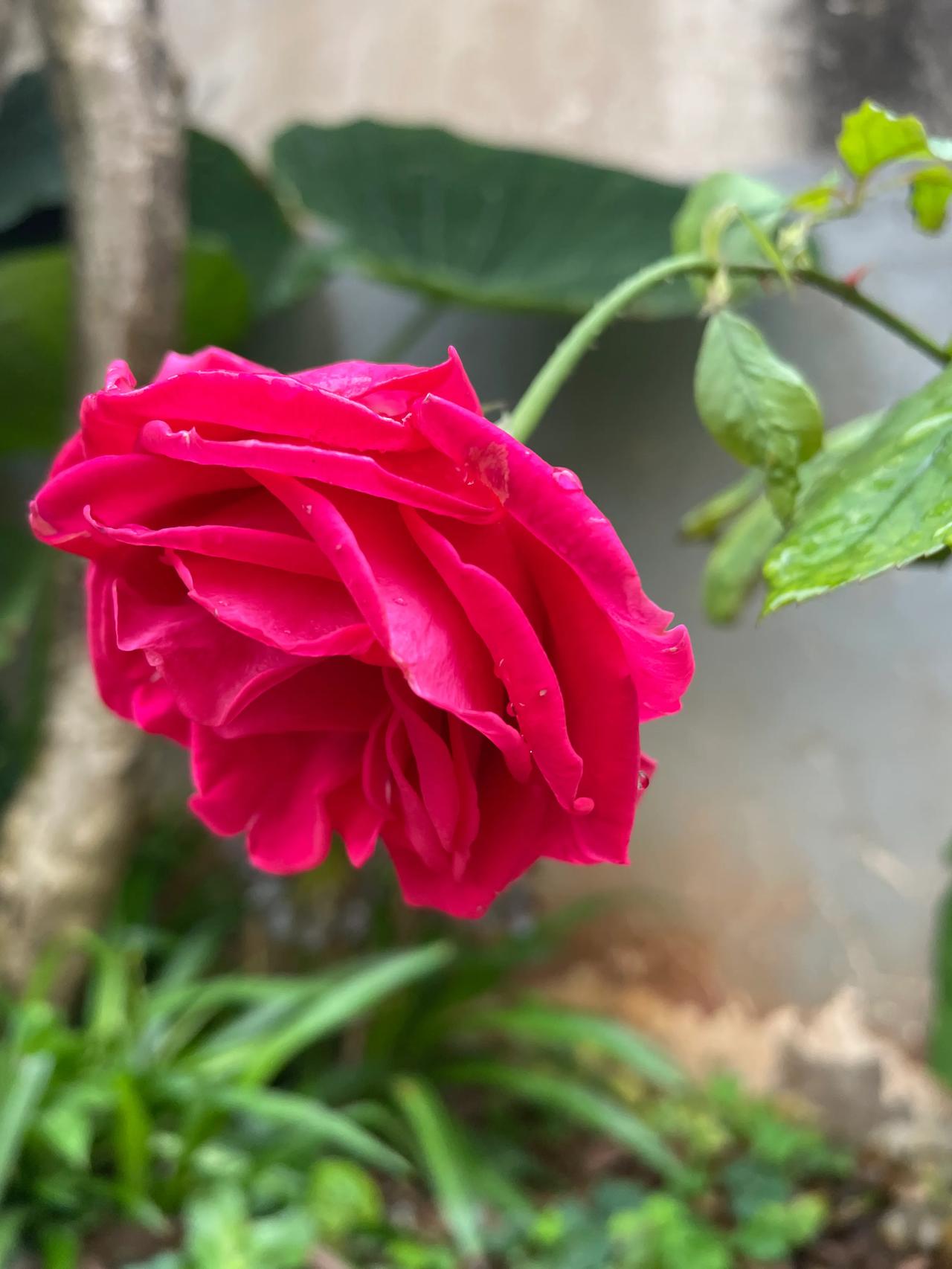 
庭院里的花儿在雨中更加娇艳，清新的花香与雨的气息交融在一起，让人沉醉。