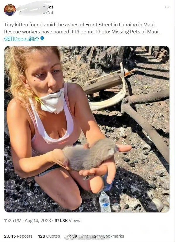 来了！来了！熟悉的剧本来了！美国最重要的新闻！夏威夷救出了一只猫！夏威夷救出了一