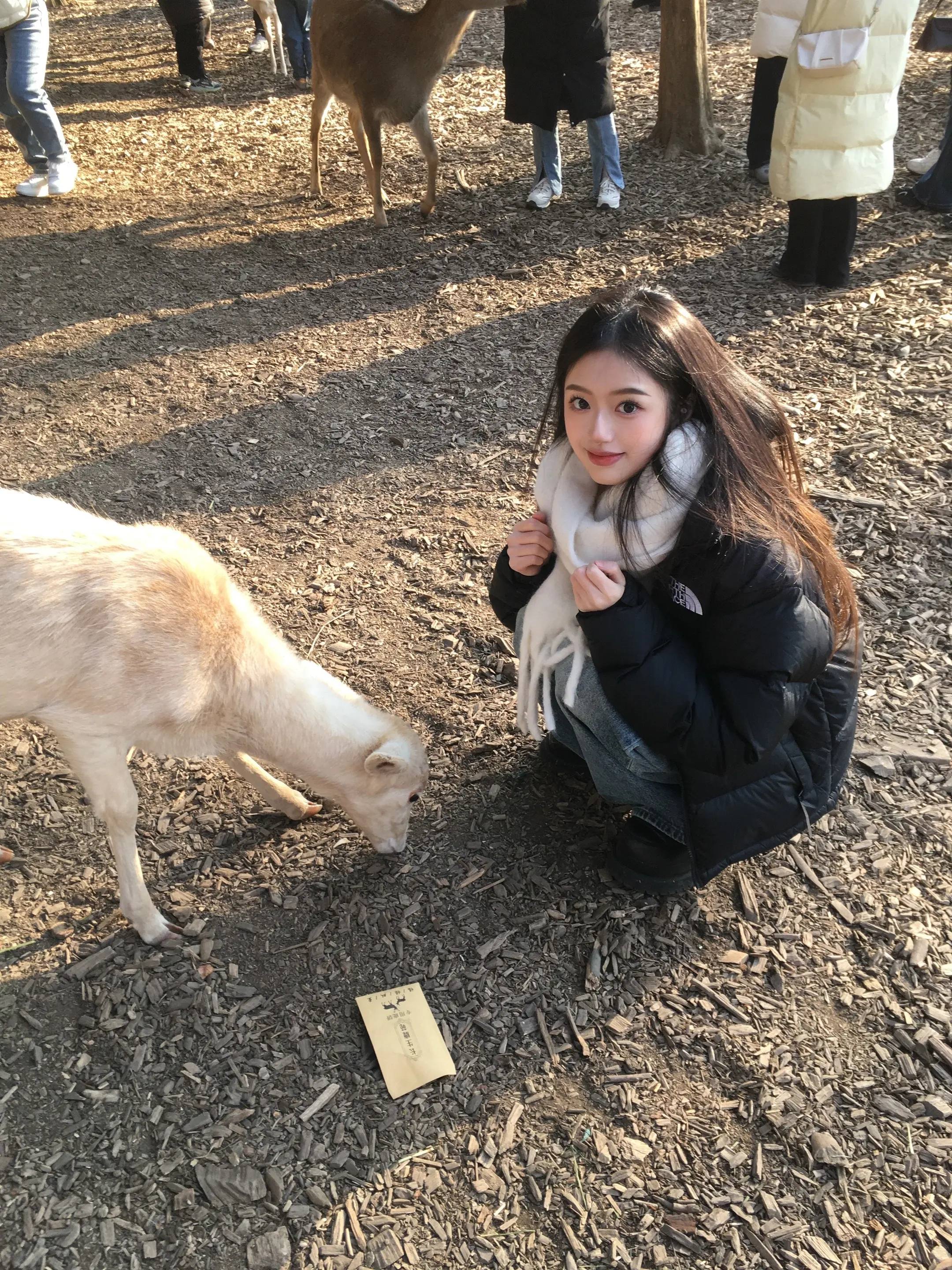 小鹿！