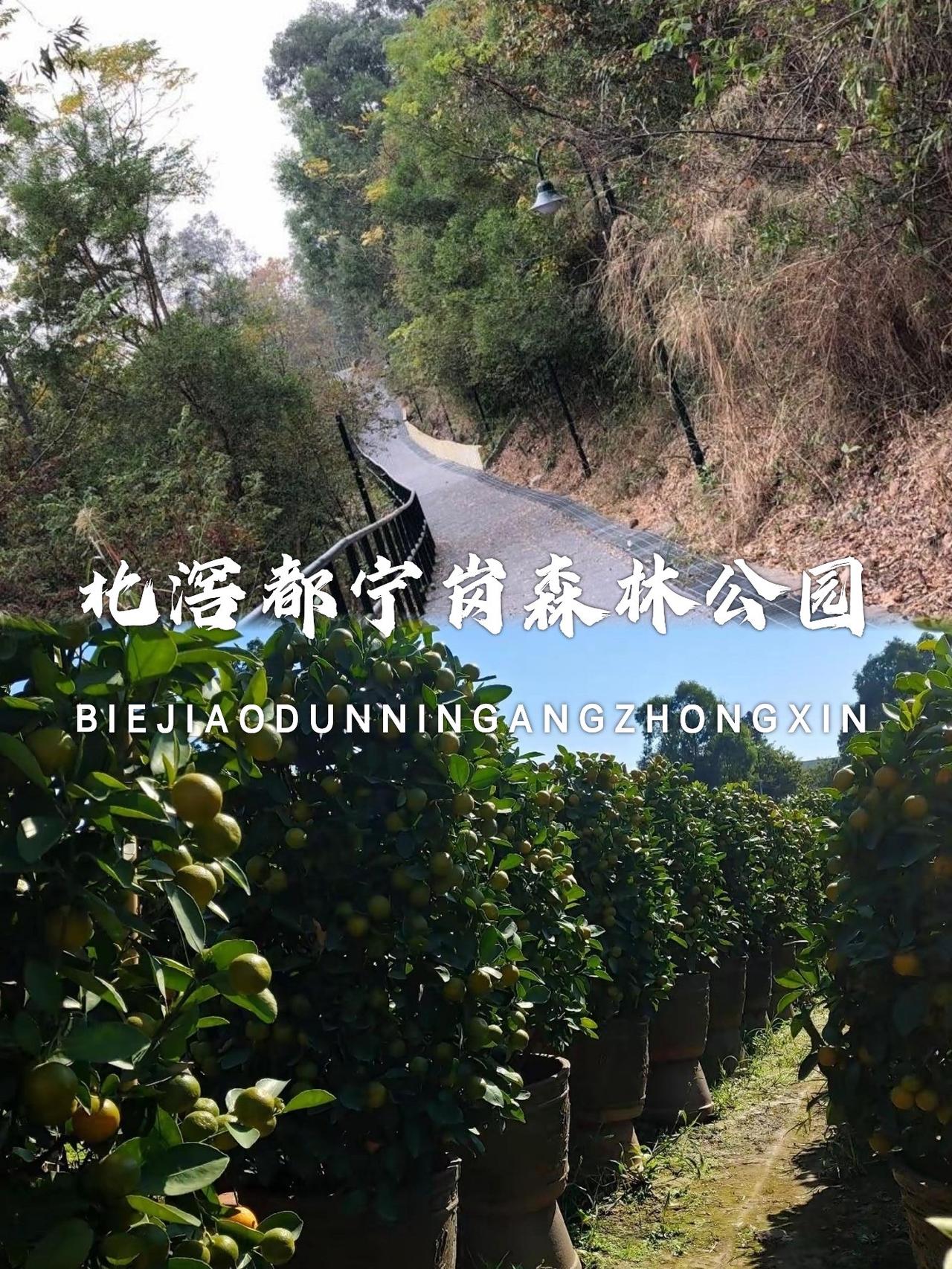 顺德都宁岗森林公园｜小众轻徒步，爬山寻古迹，打卡地道顺德味

厌倦了人挤人的热门