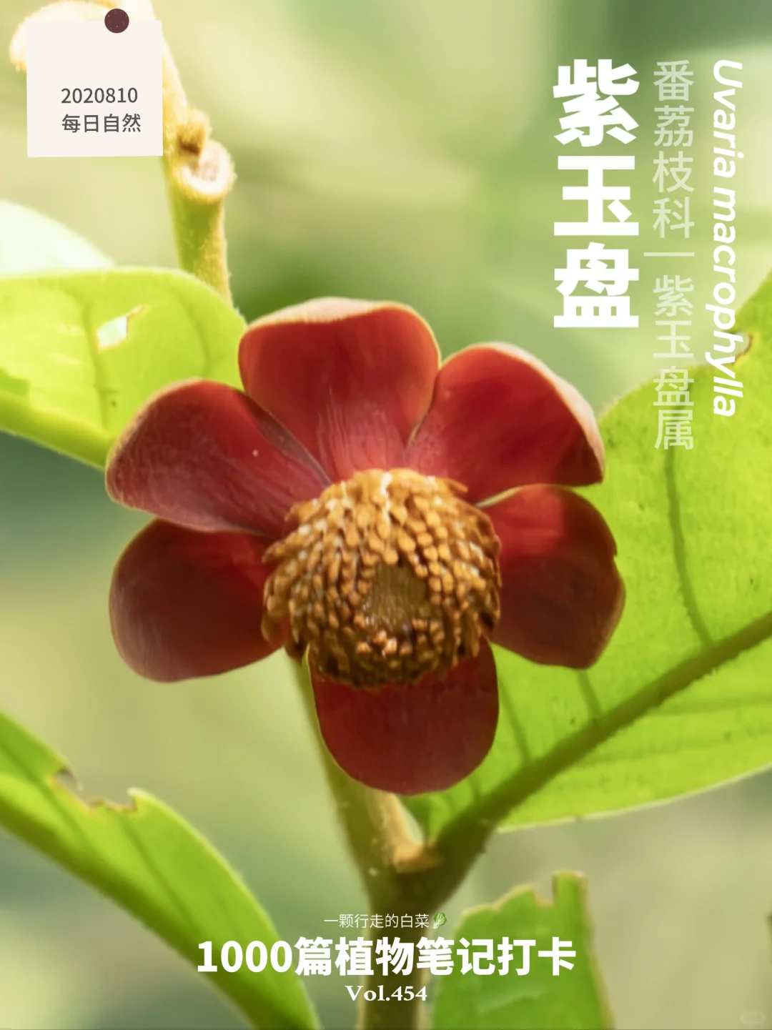 植物笔记454 | 身穿红色礼服的紫玉盘