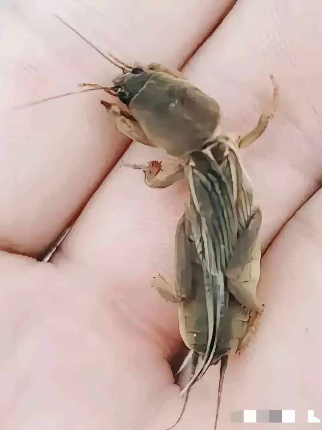 你们那里管这个叫啥？