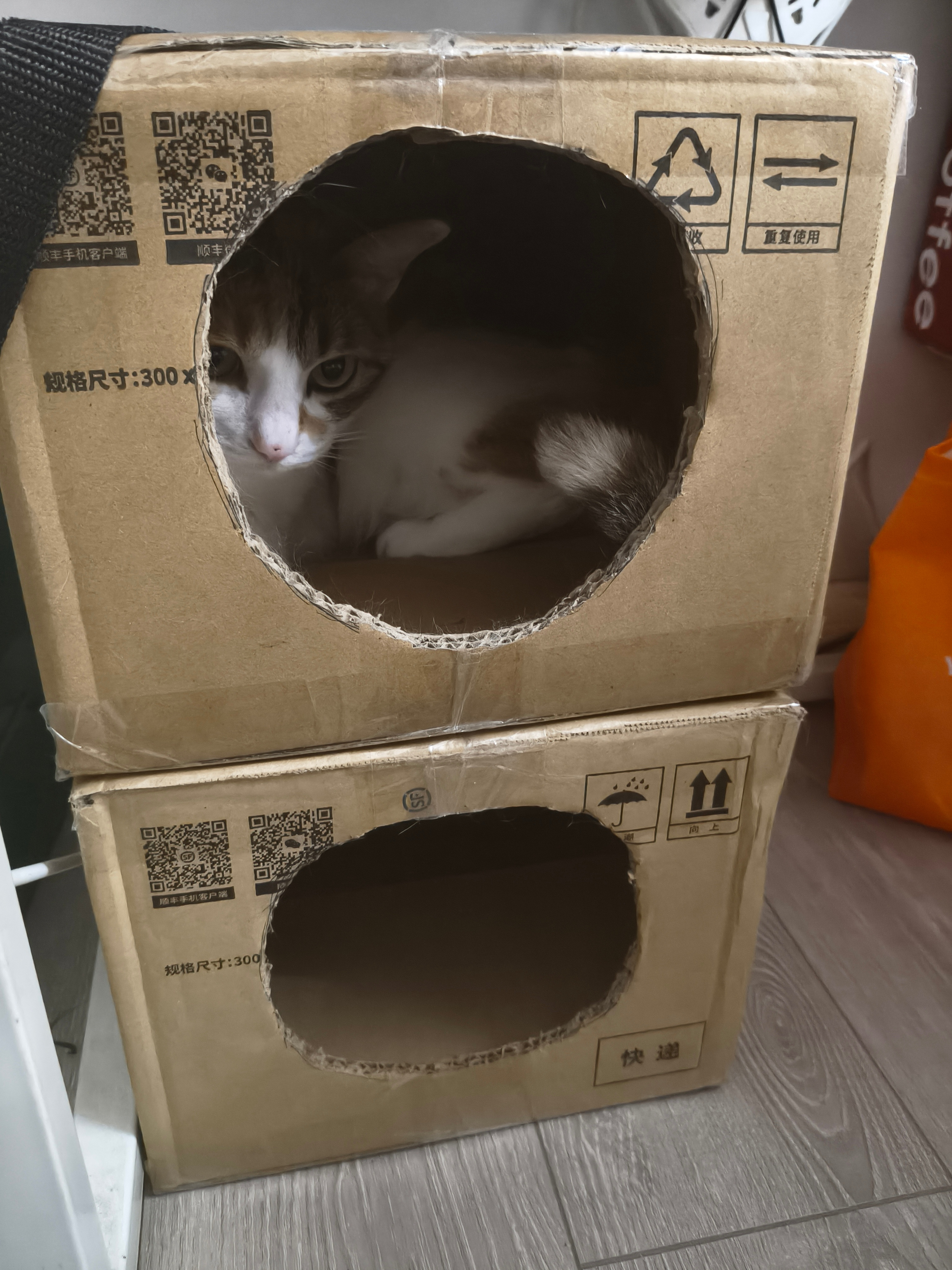 睡觉的猫 