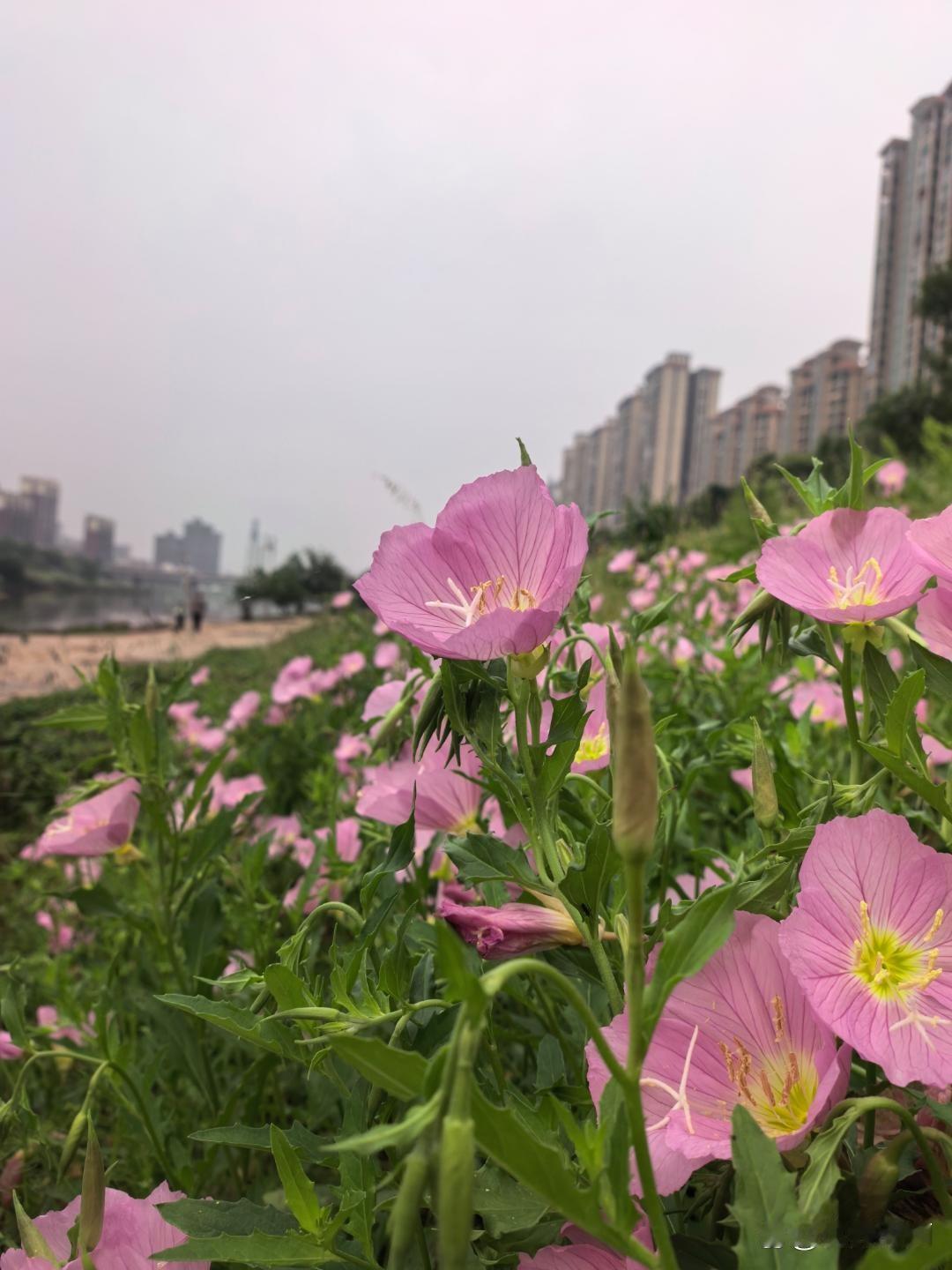 3.5万亿的成交额，大盘冲上4200点，半导体疯涨，科创50创历史新高。
你看到