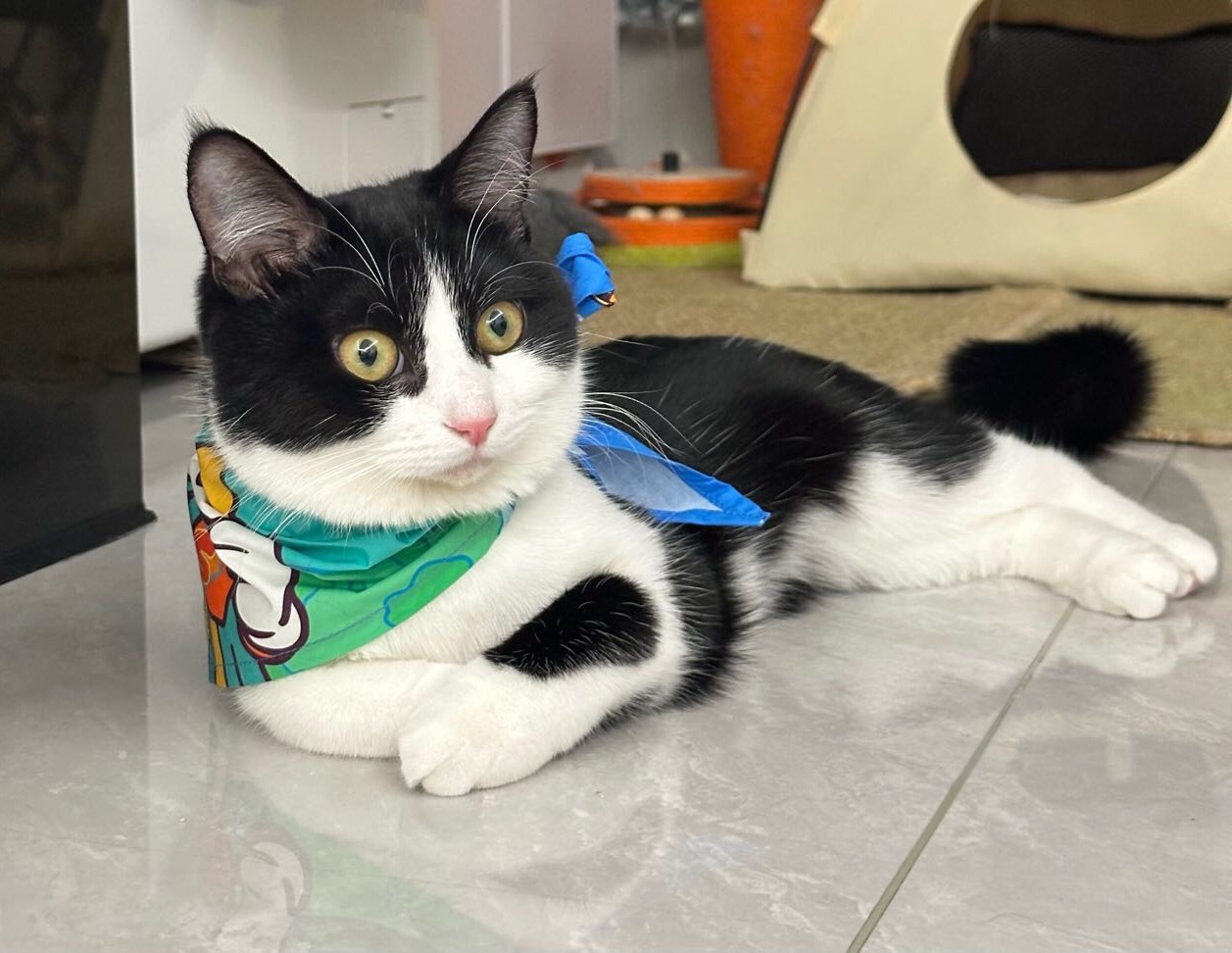 人又要害我，我感觉。daily奶牛猫 （投稿：） 