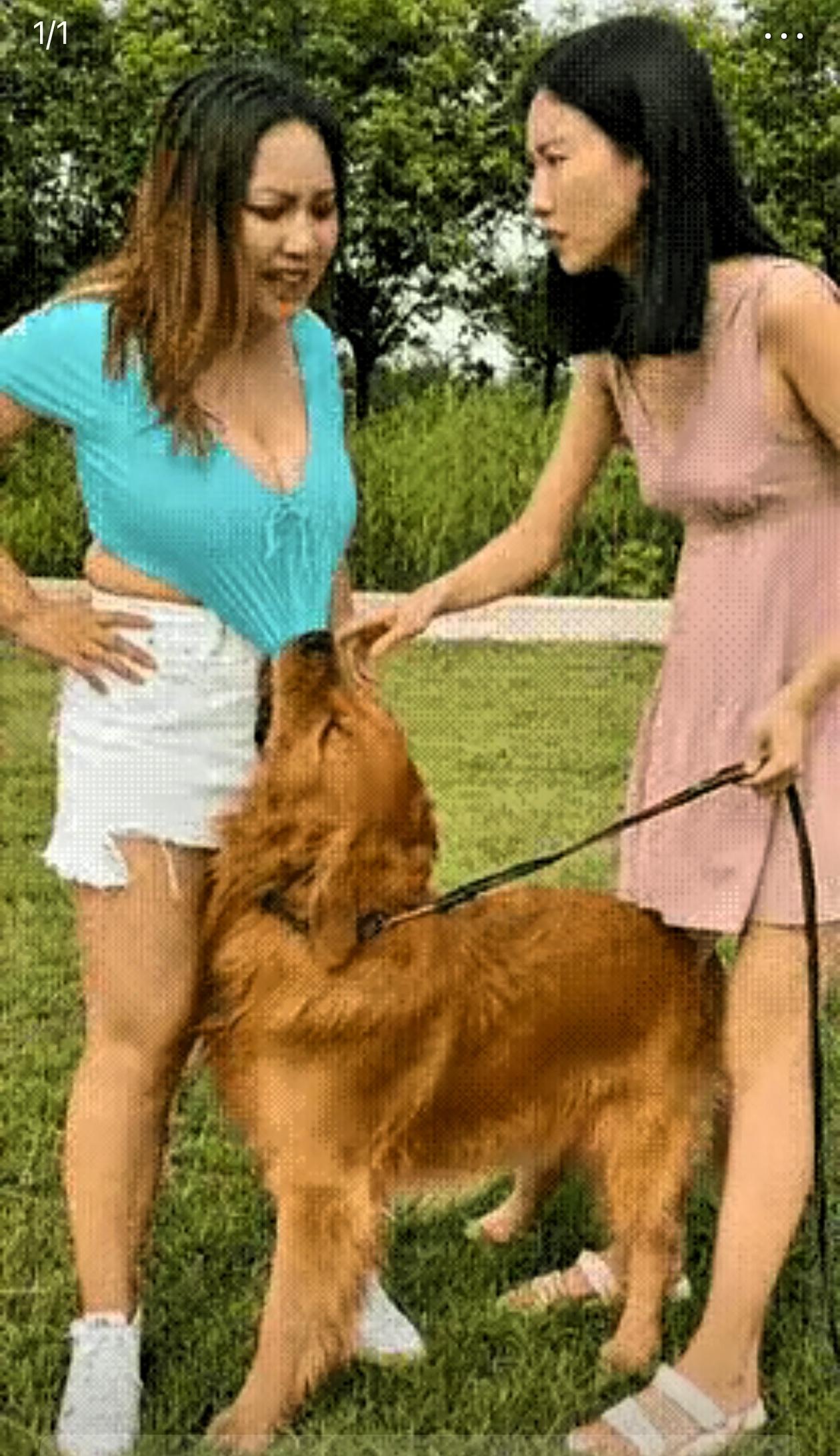 刷到这个视频实在搞笑，搞笑的是：狗狗护主人的方式还挺文明，看到主人与别人吵架，狗