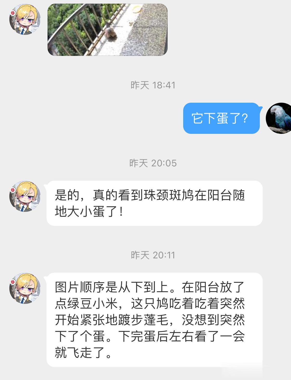 #鸟粉投稿# ？？？ 笑不活了在阳台随地大小蛋的珠颈斑鸠吃着吃着突然下蛋 然后飞