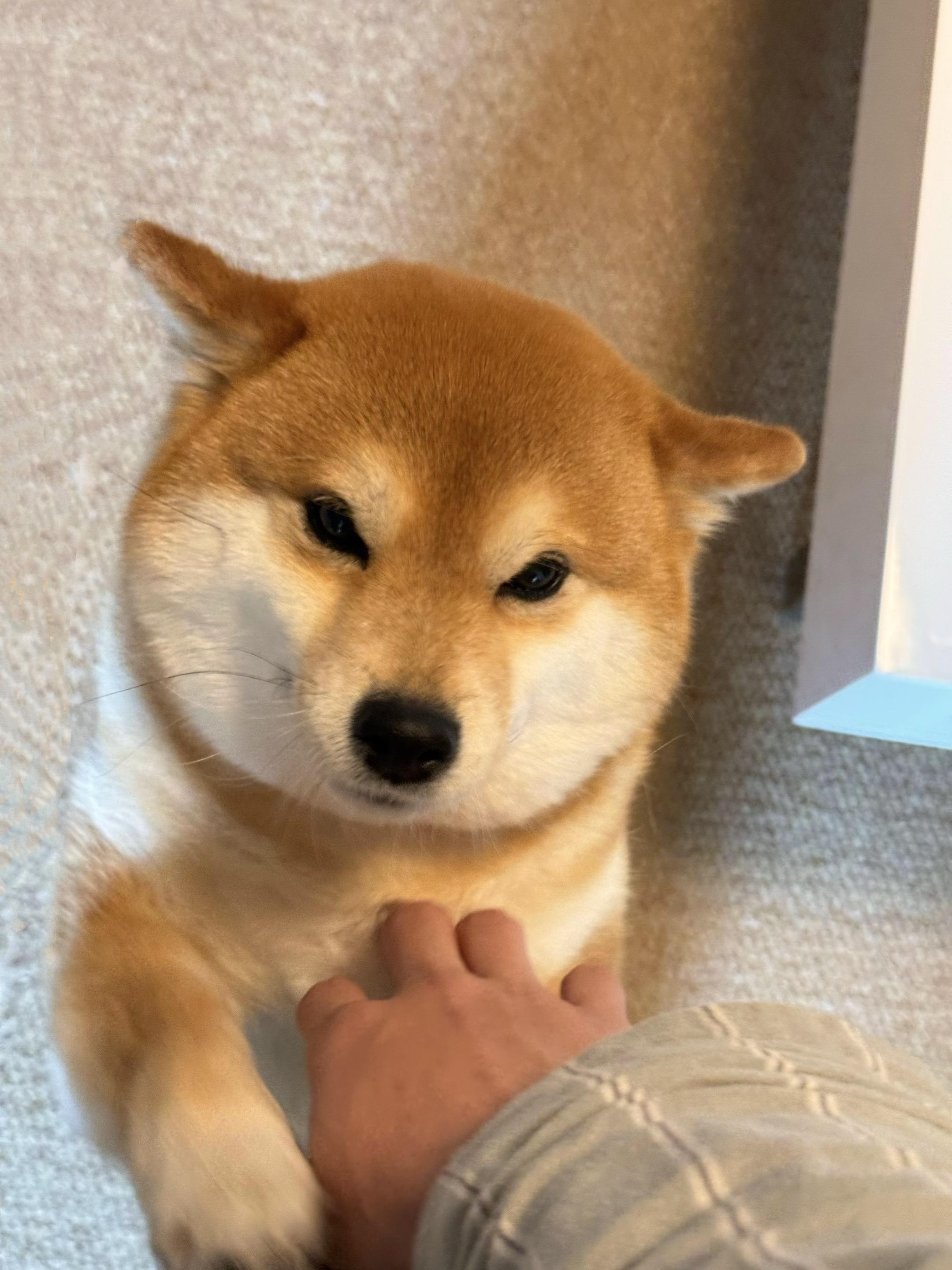 看着我的眼睛