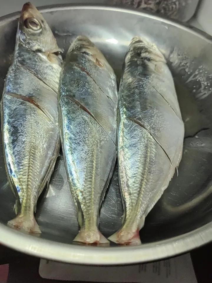 姨妈投喂的巴浪鱼到啦，她仿佛长了透视眼，投喂的时机恰到好处，家里的鱼刚好吃完，自