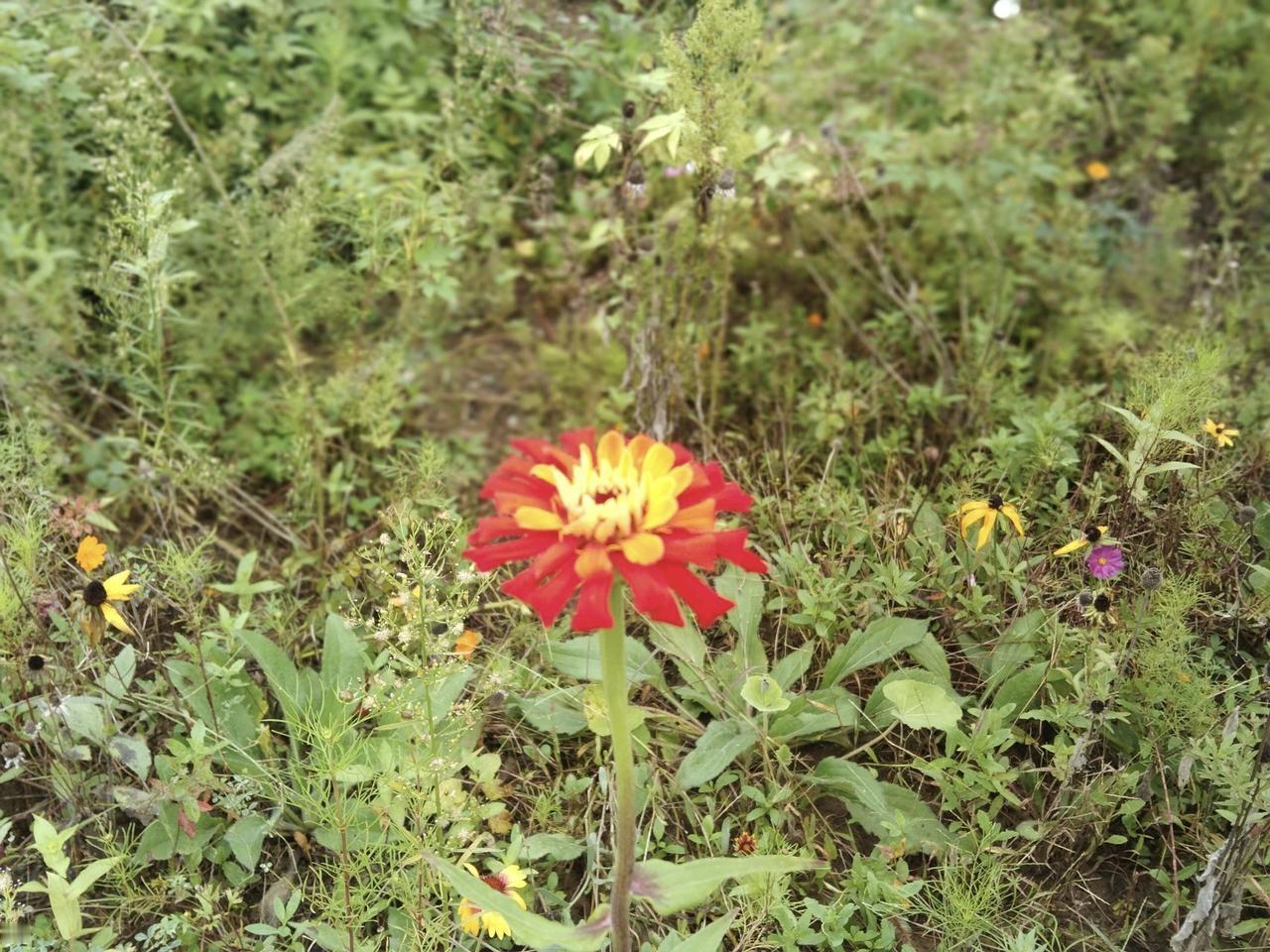 天南地北大拜年各地风俗都不相同，不过我们这里的风俗也很一般呐。现在实际上挺省了，