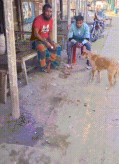 三哥看来是饿坏了
大哥本来是喂狗来的哈哈