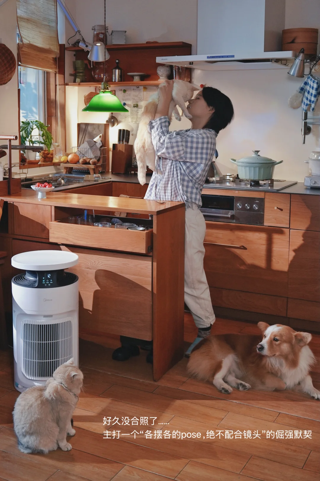 分享3猫1狗家庭，如何清理毛毛