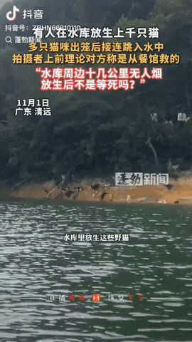 广东清远，一男子遛弯时，突然发现有人把很多猫从笼子里硬赶下水库，而有的猫甚至已经