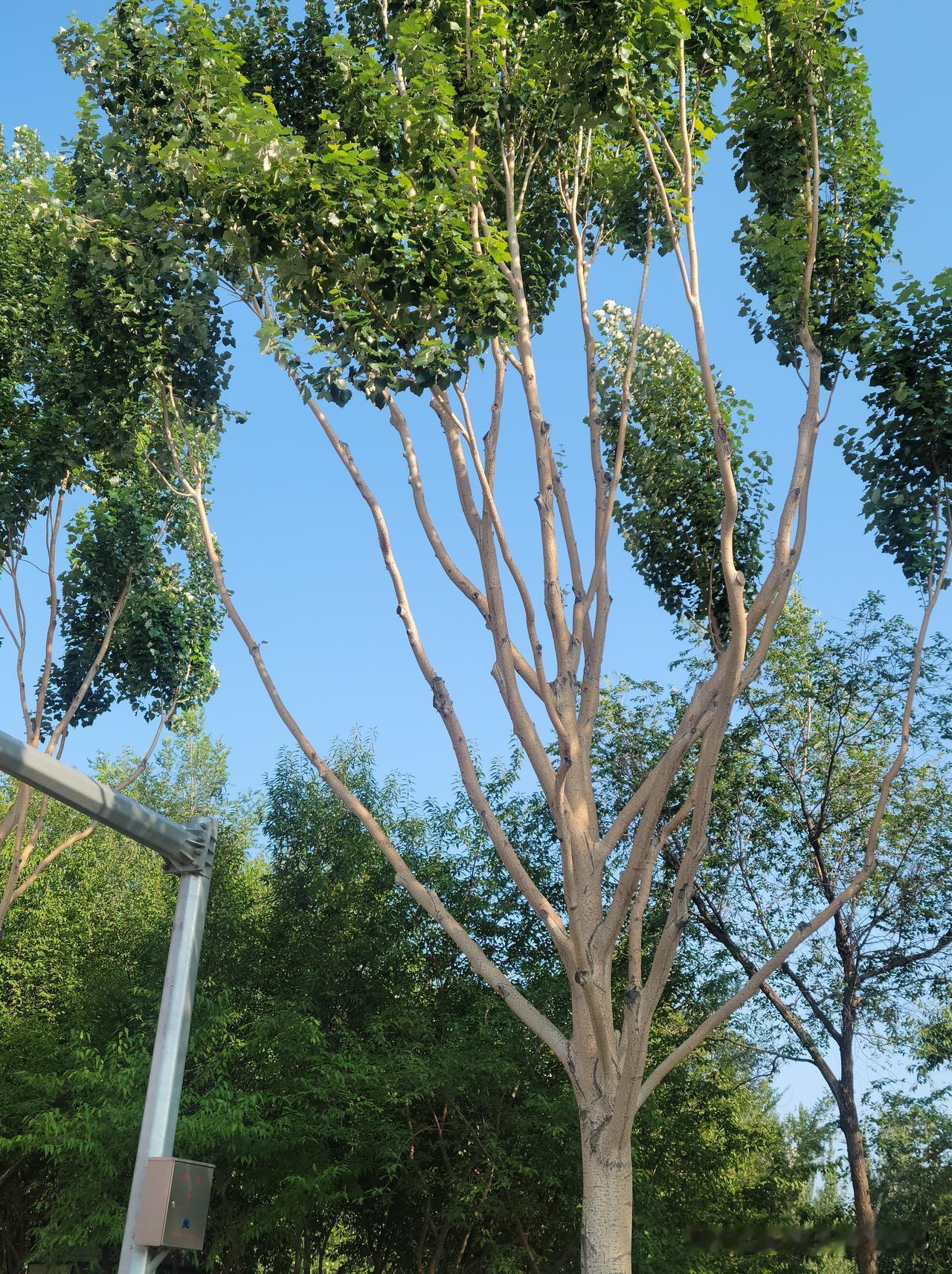 前天儿子和同学出去玩，回来跟我说，某某同学处男朋友了，男友在哈工大读研。我听了很