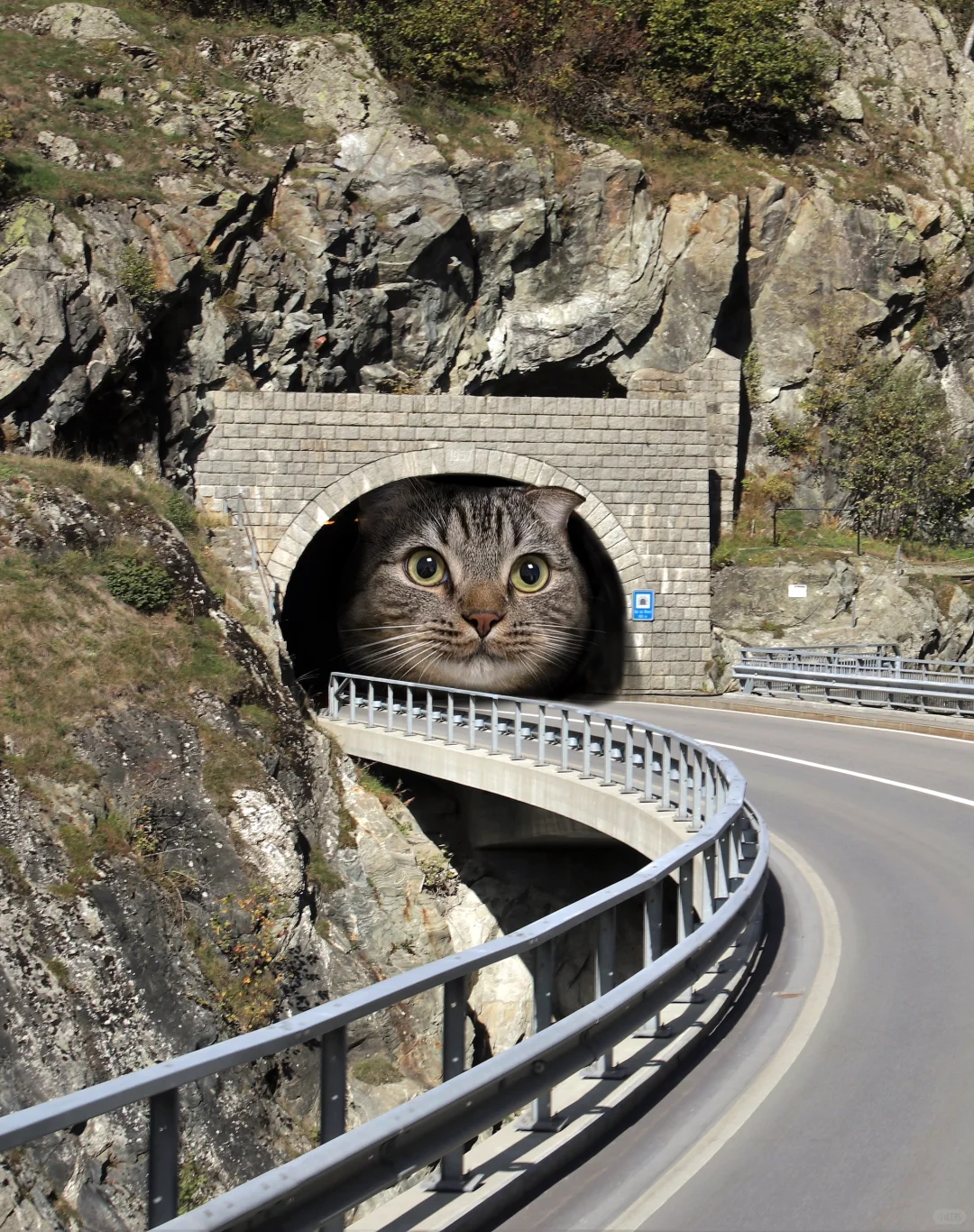 我就说隧道是猫猫挖的吧！有图有真相！