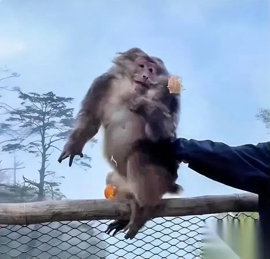 推猴的那名男子

这下麻烦大了

真不是我危言耸听，他推的可不是普通野猴，是峨眉