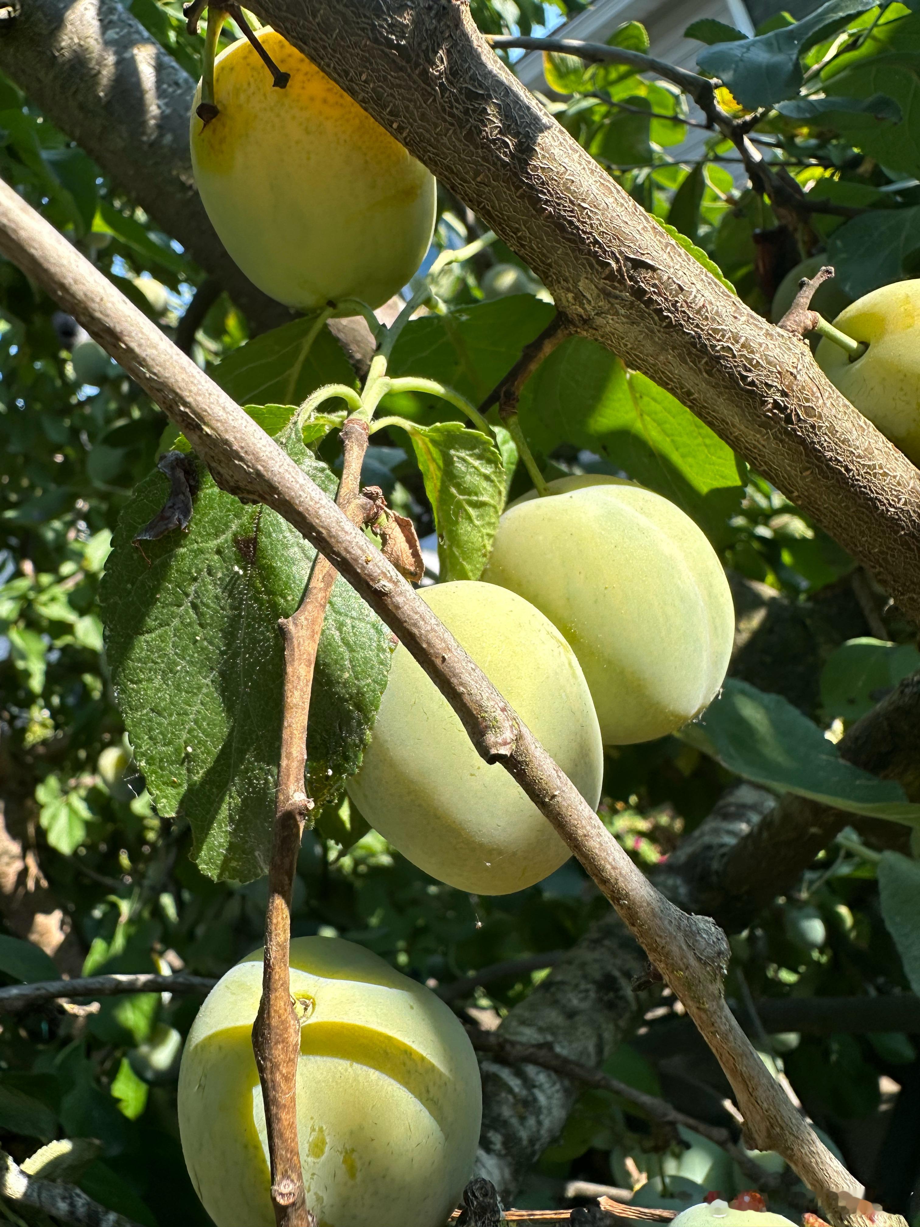 后院的青李Greengage（也叫欧洲青李、Reine Claude），二三十年