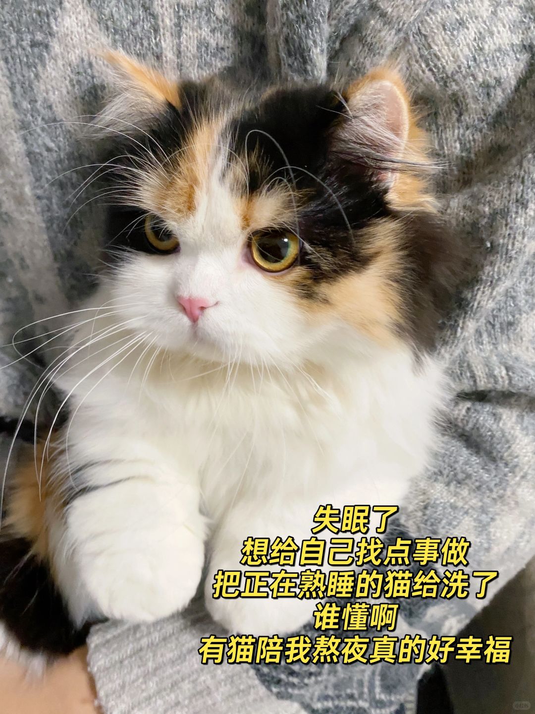 失眠了，把正在熟睡的猫给洗了