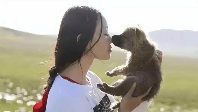 当狼王格林叼着那条褪色的红腰带，缓缓走向人类母亲李微漪时，若尔盖草原的风雪仿佛凝