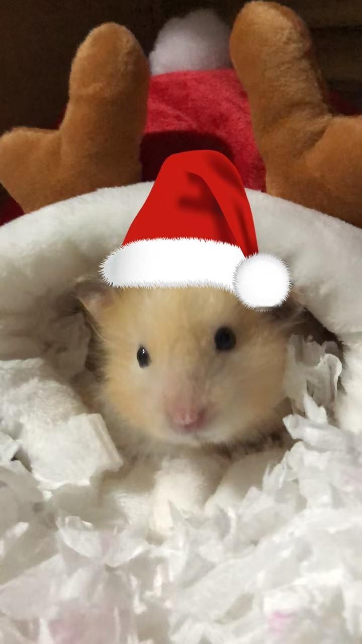 25年最后一天给你们看看我之前养的🐹 