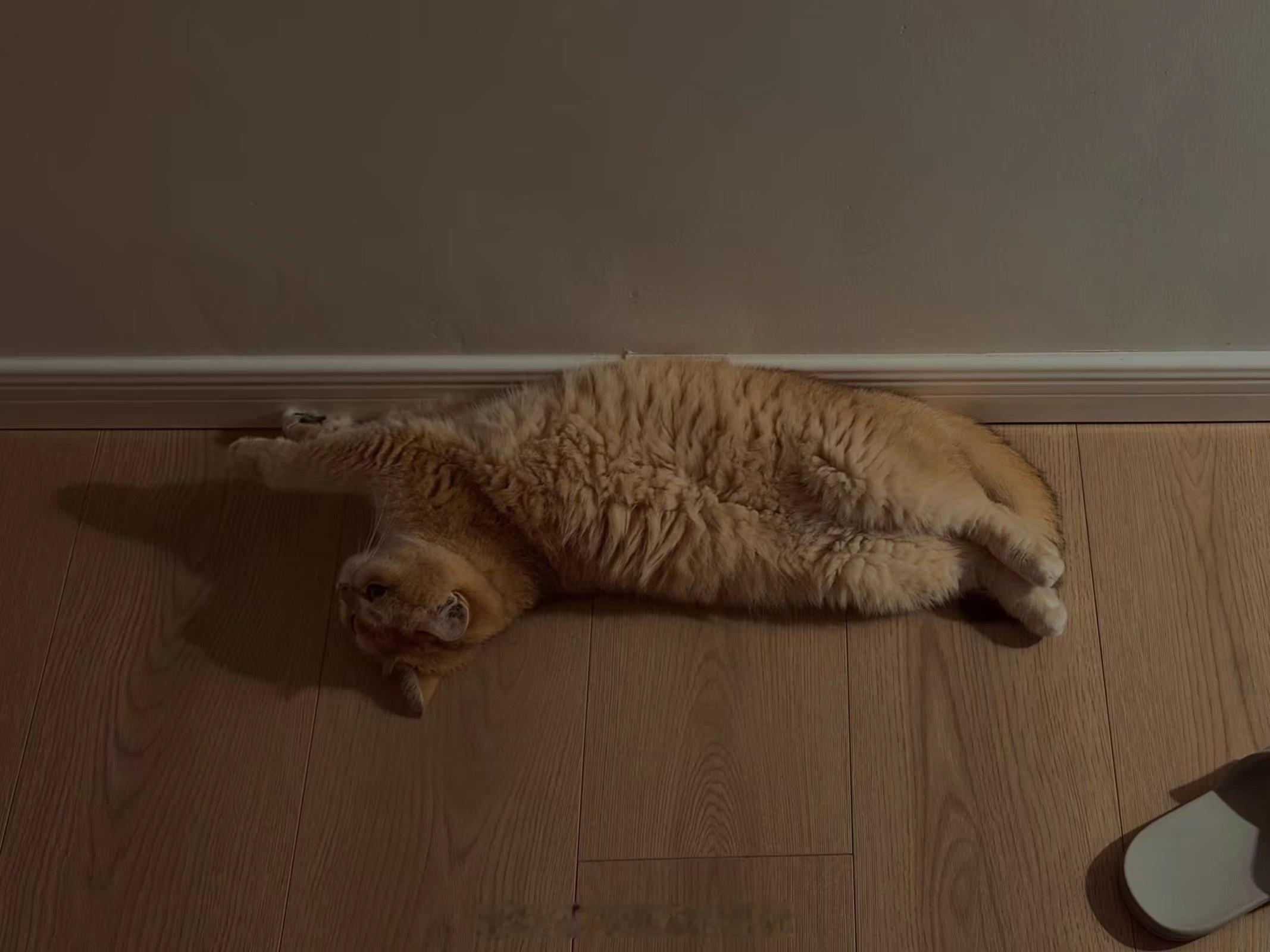 好久没分享月饼的日常啦！金渐层小猫日常猫咪