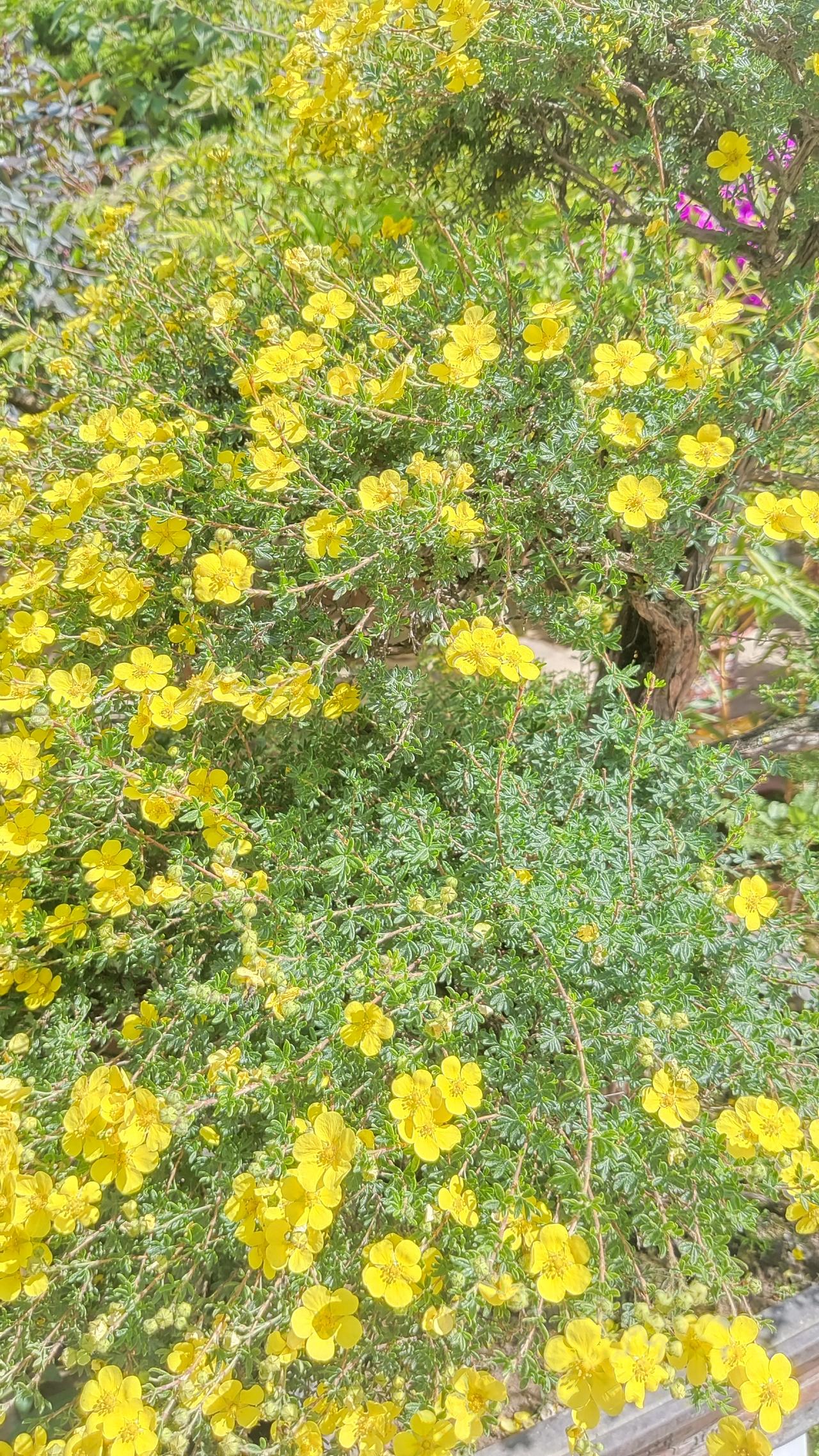 阳光下的黄色花海，生机勃勃，美不胜收！🌸🌞一盆盆栽[鼓掌][鼓掌][鼓掌]在